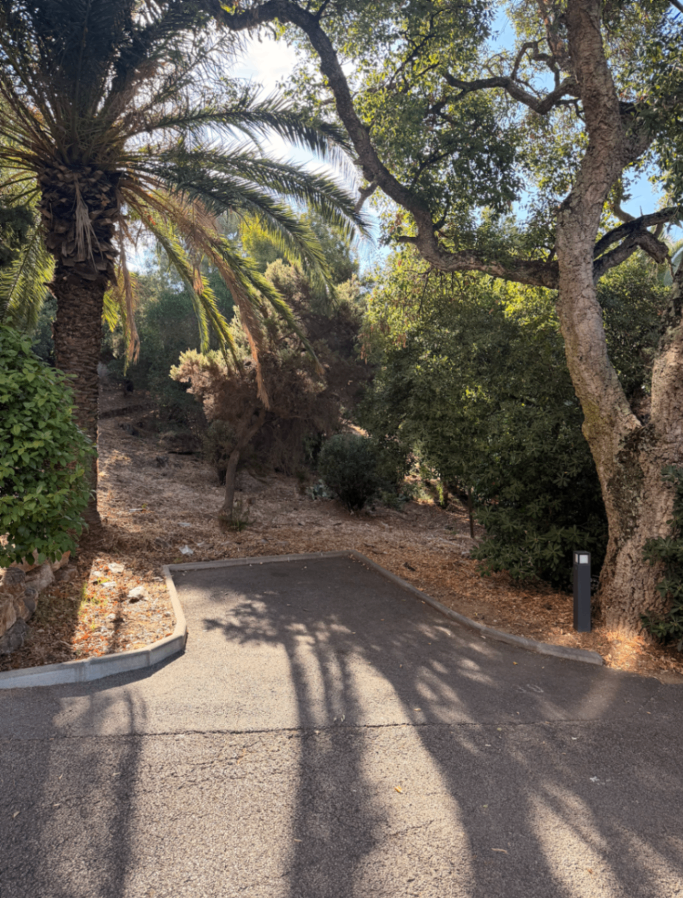 Palm-lined path through the shady residence grounds