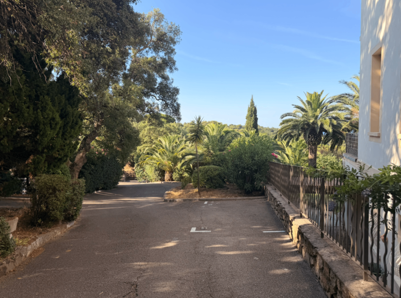 Driveway lined with palms and greenery around the Kensington residence