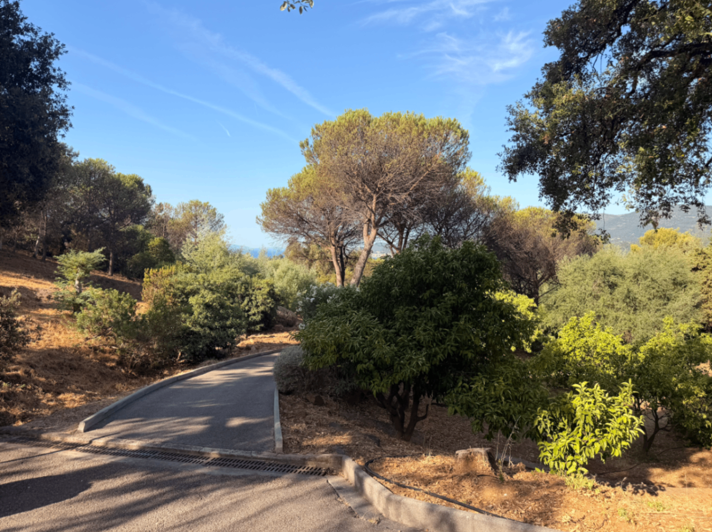 Quiet drive through Mediterranean trees and landscaped grounds