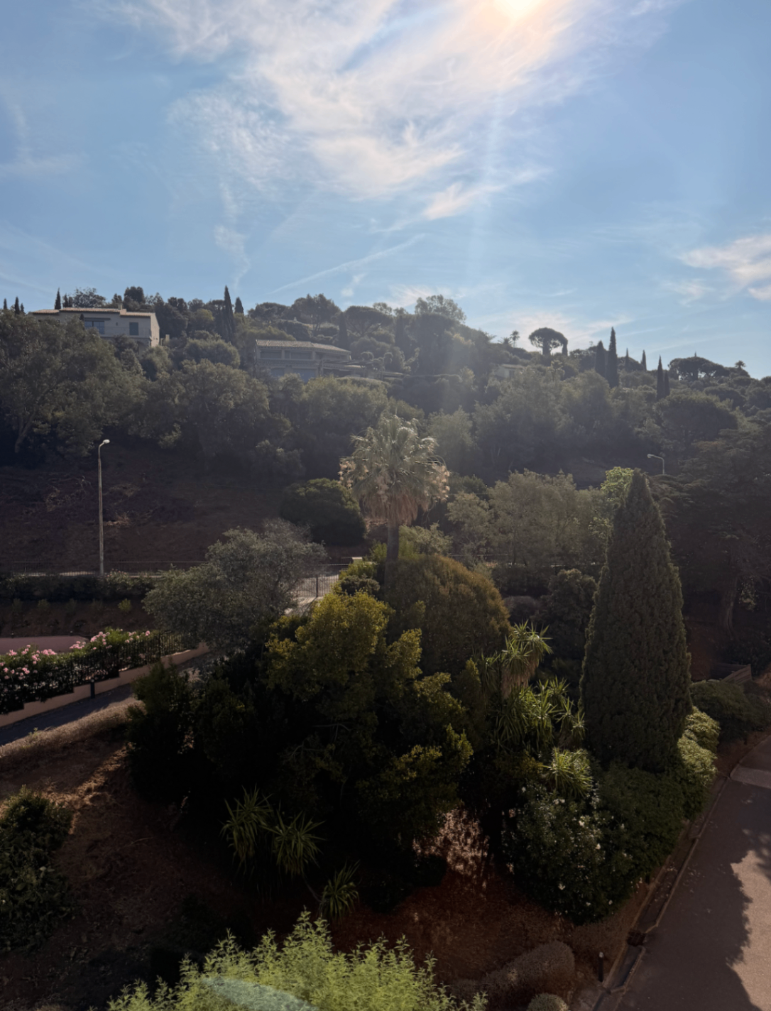 Sunlit hillside view with palms and cypress trees